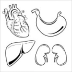 Dibujo para colorear Organos Vitales Para Pintar Y Colorear Dibujo Del Corazon Estomago Higado Y Rinones