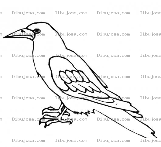 Dibujo para colorear Zanatezanate Dibujo De Un Zanate Para Pintar Y Colorear Cuervo Negro