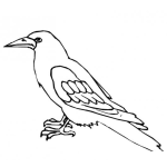 Dibujo para colorear Zanatezanate Dibujo De Un Zanate Para Pintar Y Colorear Cuervo Negro