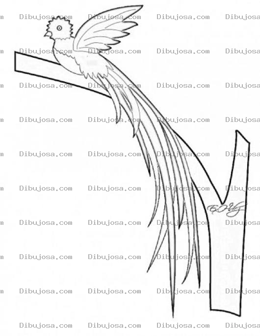 Dibujo para colorear Dibujo Del El Quetzal De Plumas Verdes Y Pecho Rojo Para Pintar Y Colorear