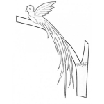 Dibujo para colorear Dibujo Del El Quetzal De Plumas Verdes Y Pecho Rojo Para Pintar Y Colorear