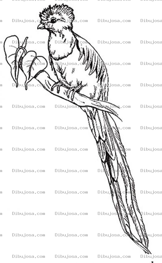 Dibujo para colorear Dibujo De Un Quetzal Para Pintar Online