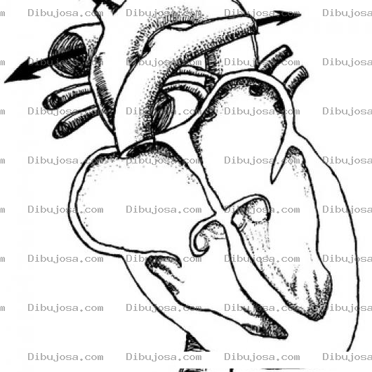 Dibujo para colorear Dibujo Seccionado Del Corazon Partido En Dos Para Pintar Y Colorear Corazon Diseccionado