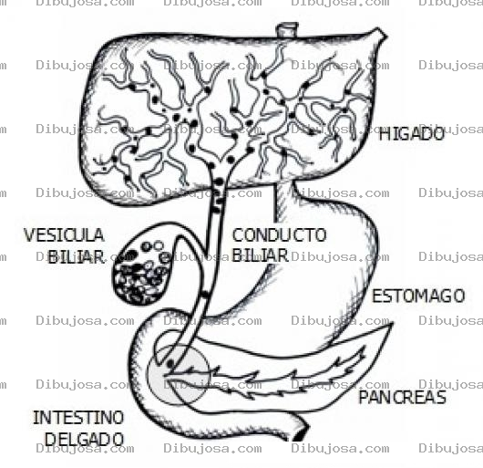 Dibujo para colorear Dibujo De La Vesicula Biliar Para Pintar Y Colorear Calculos Biliares Y El Conducto Biliar
