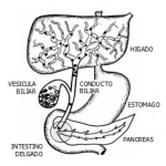 Dibujo para colorear Dibujo De La Vesicula Biliar Para Pintar Y Colorear Calculos Biliares Y El Conducto Biliar