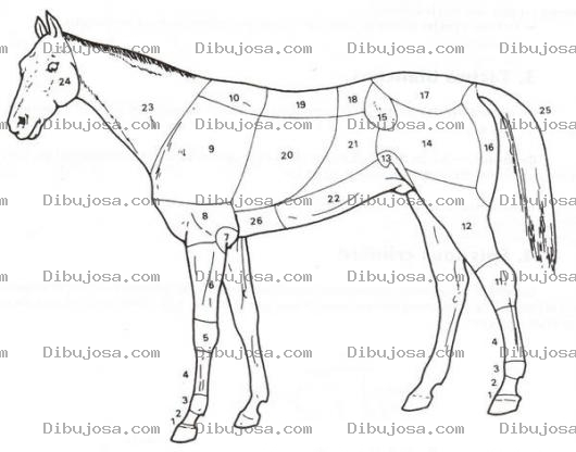 Dibujo para colorear Cortes De Un Caballo Dibujo De Las Partes De Un Caballo Par Pintar Y Colorear Caballo Por Partes
