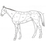 Dibujo para colorear Cortes De Un Caballo Dibujo De Las Partes De Un Caballo Par Pintar Y Colorear Caballo Por Partes
