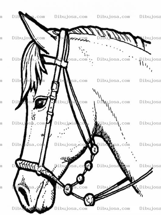 Dibujo para colorear Dibujo De Cabeza De Caballo Para Colorear