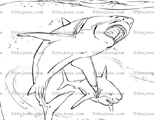 Dibujo para colorear Colorear Tiburones