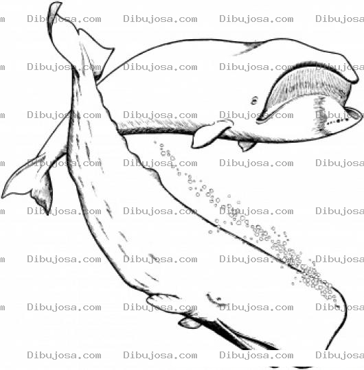 Dibujo para colorear Colorear Ballenas Cachalotes