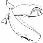 Dibujo para colorear Colorear Ballenas Cachalotes