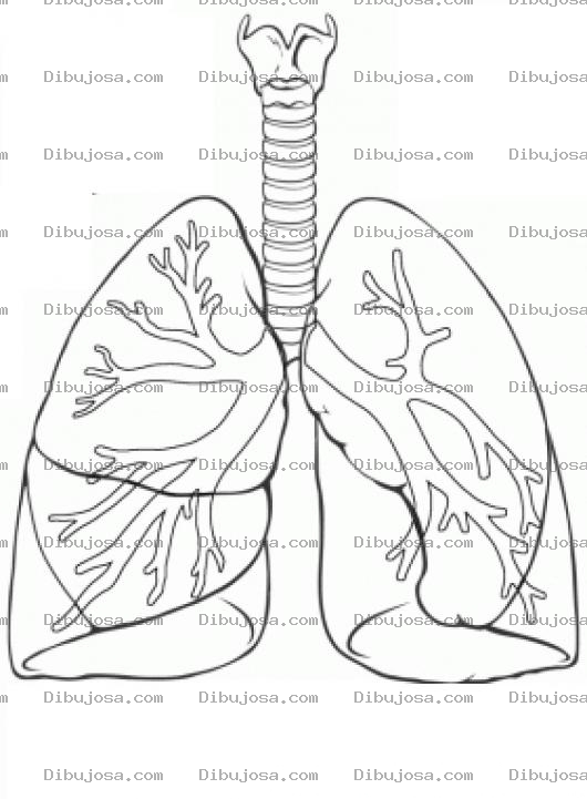 Dibujo para colorear Dibujo Del Sistema Pulmonar Para Pintar Y Colorear