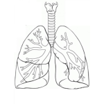 Dibujo para colorear Dibujo Del Sistema Pulmonar Para Pintar Y Colorear
