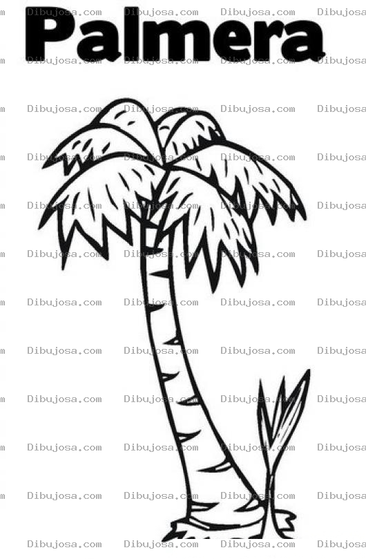 Dibujo para colorear Colorear Palmera