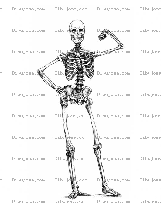 Dibujo para colorear Esqueleto Musculoso Dibujo De Una Calavera Sacando Biceps Para Pintar Y Colorear
