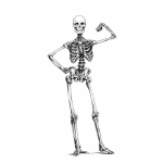 Dibujo para colorear Esqueleto Musculoso Dibujo De Una Calavera Sacando Biceps Para Pintar Y Colorear
