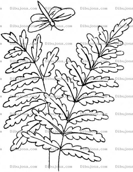 Dibujo para colorear Colorear Libelula Sobre Planta