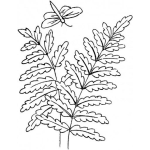 Dibujo para colorear Colorear Libelula Sobre Planta