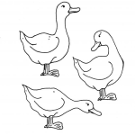 Dibujo para colorear Colorear Tres Patos