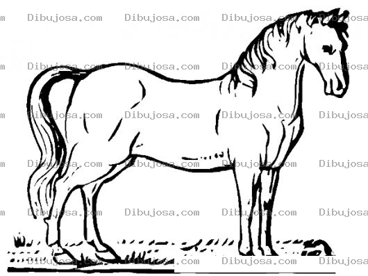 Dibujo para colorear Colorear Yegua