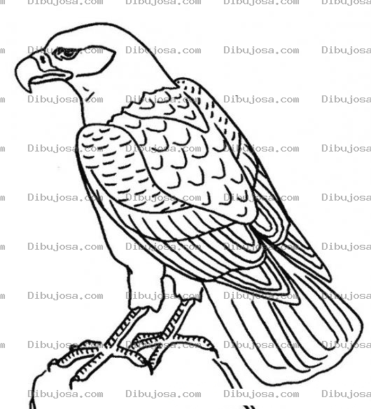 Dibujo para colorear Colorear Aguila