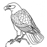Dibujo para colorear Colorear Aguila