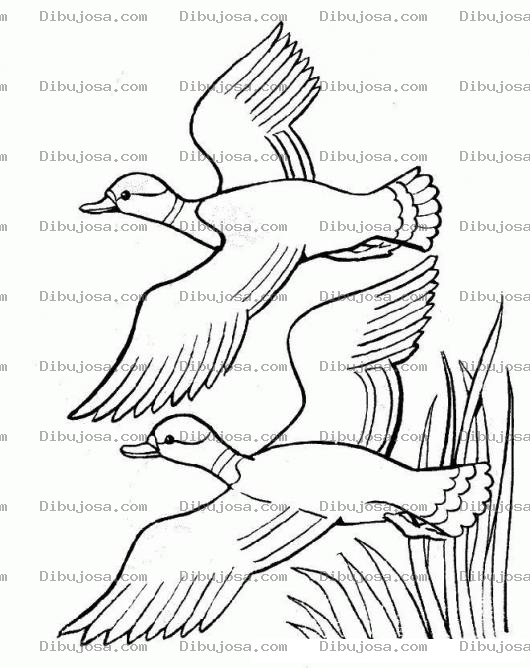 Dibujo para colorear Colorear Dos Patos Volando Juntos