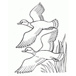 Dibujo para colorear Colorear Dos Patos Volando Juntos