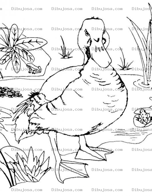 Dibujo para colorear Colorear Pato Enojado