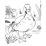 Dibujo para colorear Colorear Pato Enojado