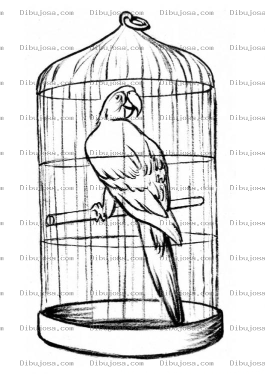 Dibujo para colorear Colorear Perico En Jaula