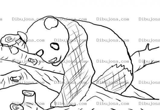 Dibujo para colorear Colorear Oso Panda En Un Arbol