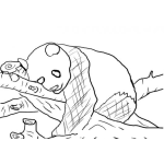 Dibujo para colorear Colorear Oso Panda En Un Arbol