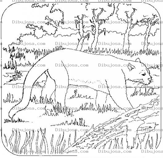 Dibujo para colorear Colorear Pantera En La Selva