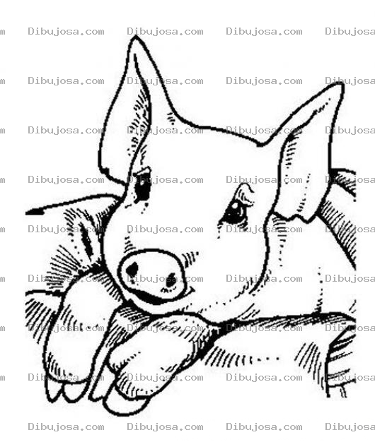 Dibujo para colorear Colorear Puerquito