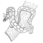 Dibujo para colorear Colorear Culebra En Un Arbol