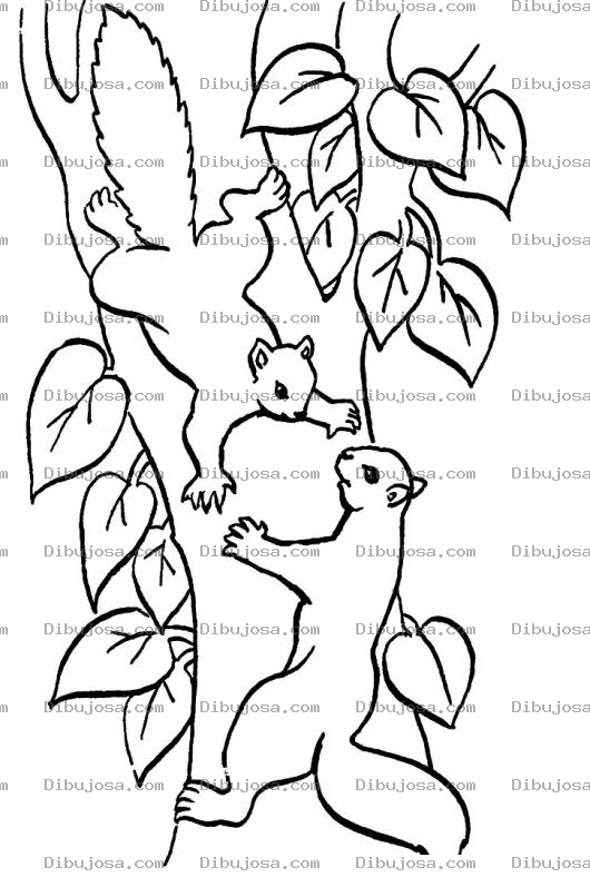 Dibujo para colorear Colorear Ardillas Peleando