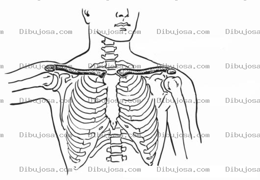 Dibujo para colorear Colorear Costillas Torax Y Torso Humano