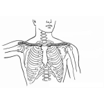 Dibujo para colorear Colorear Costillas Torax Y Torso Humano