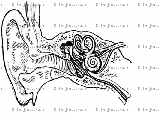 Dibujo para colorear Colorear Sistema Auditivo Del Cuerpo Humano