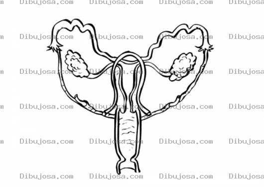 Dibujo para colorear Colorear Utero Cervis Ovarios Y Trompas De Falopio