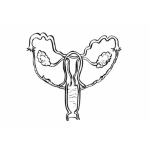 Dibujo para colorear Colorear Utero Cervis Ovarios Y Trompas De Falopio