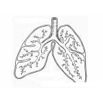 Dibujo para colorear Colorear Sistema Pulmonar
