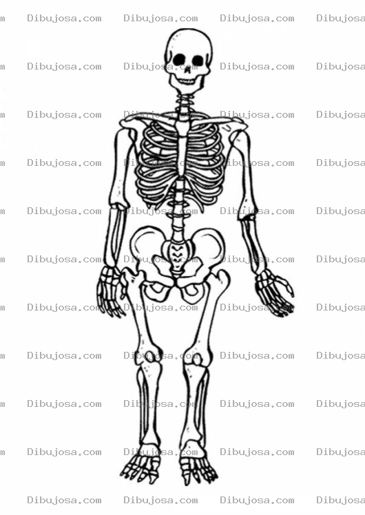 Dibujo para colorear Clorear Los Huesos Del Cuerpo Humano