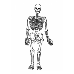 Dibujo para colorear Clorear Los Huesos Del Cuerpo Humano
