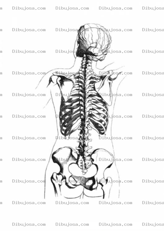 Dibujo para colorear Colorer Esqueleto Del Cuerpo Humano Visto De Espaldas