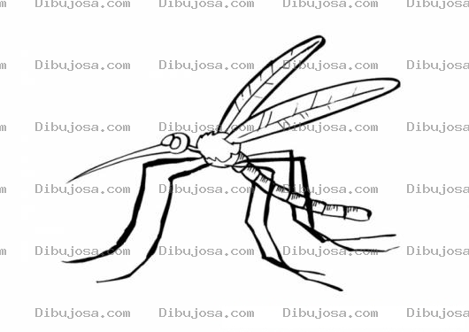 Dibujo para colorear Colorear Mosquito