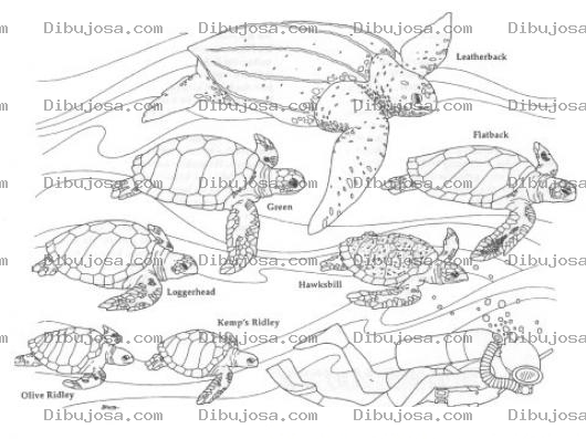 Dibujo para colorear Tortugas Del Mar Para Colorear