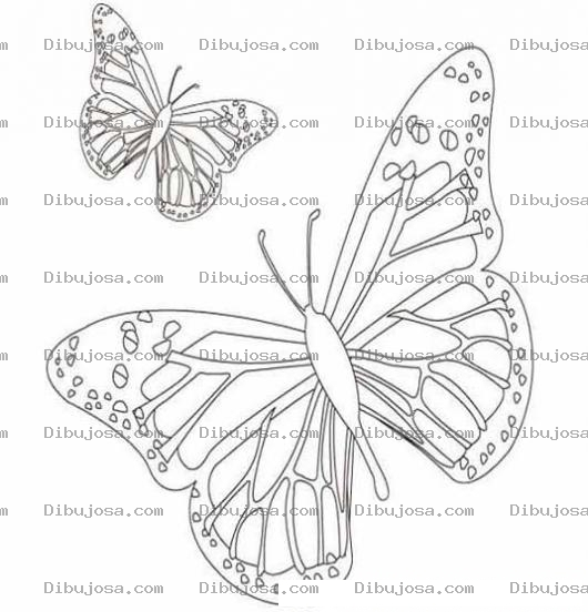 Dibujo para colorear dos mariposas para pintar