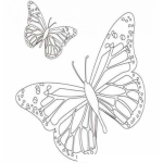 Dibujo para colorear dos mariposas para pintar